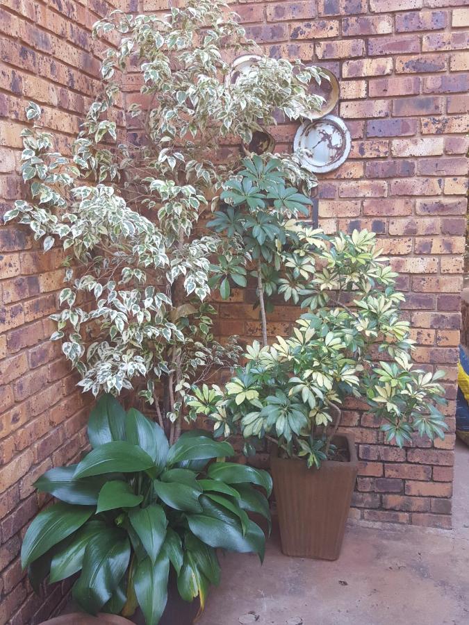 Grace Place Bnb Pretoria Panzió Kültér fotó